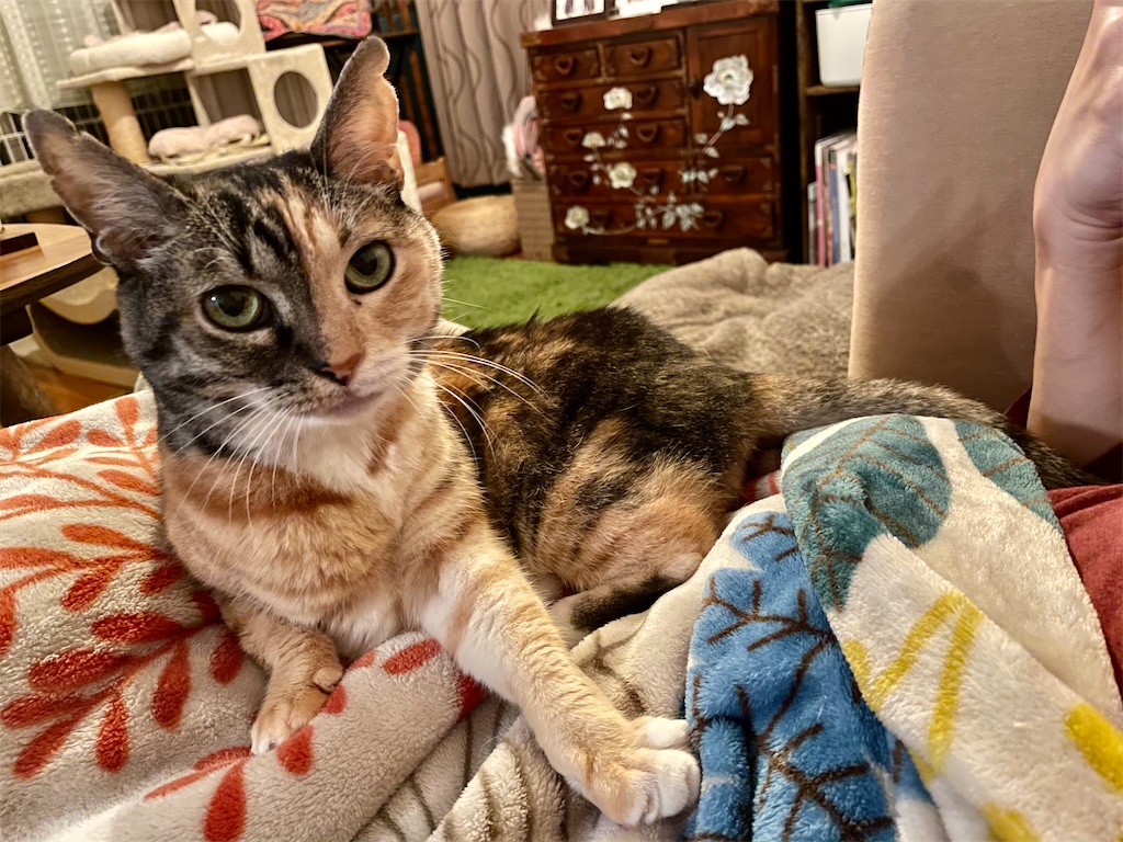 f:id:hiraryo0201:20201108130555j:image