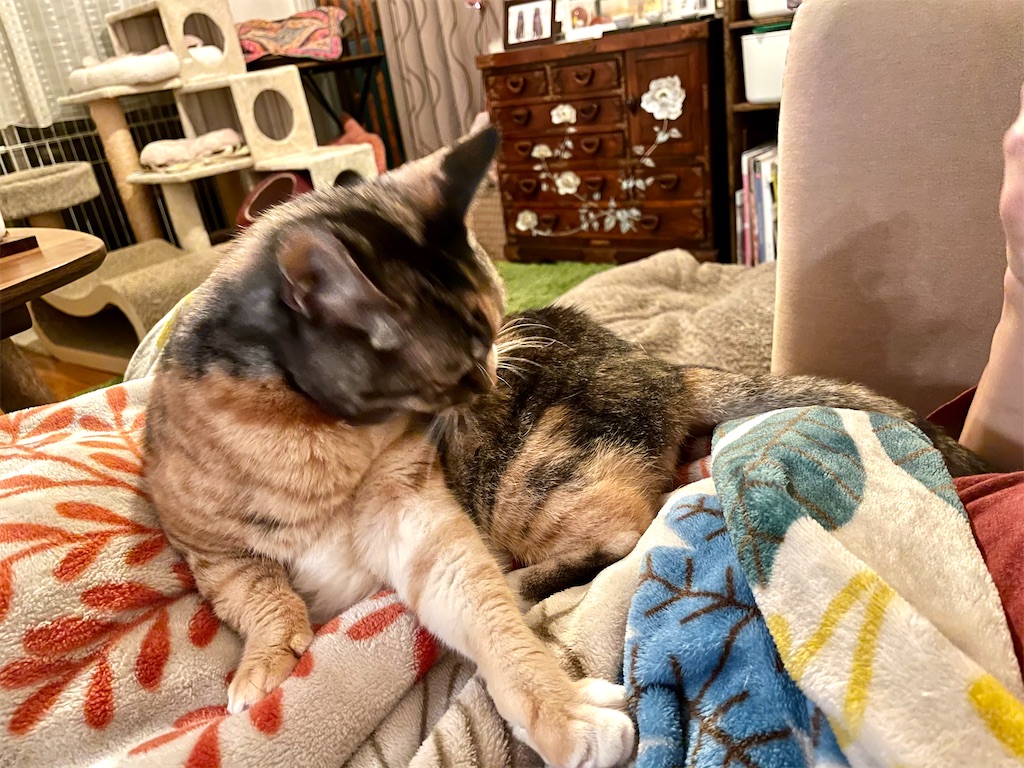 f:id:hiraryo0201:20201108130558j:image