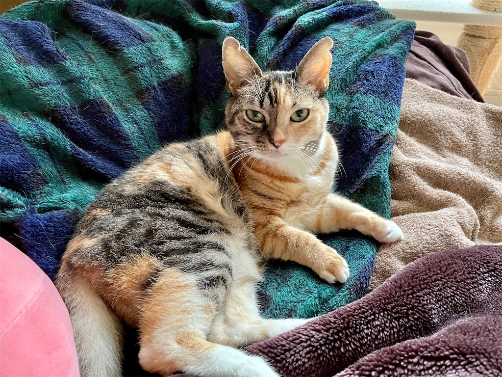 f:id:hiraryo0201:20201108130603j:image