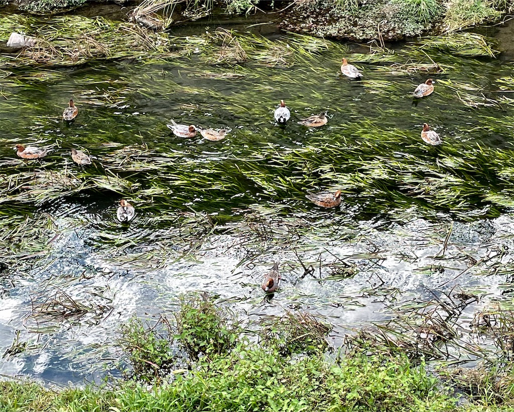 f:id:hiraryo0201:20201108181323j:image f:id:hiraryo0201:20201108181323j:image