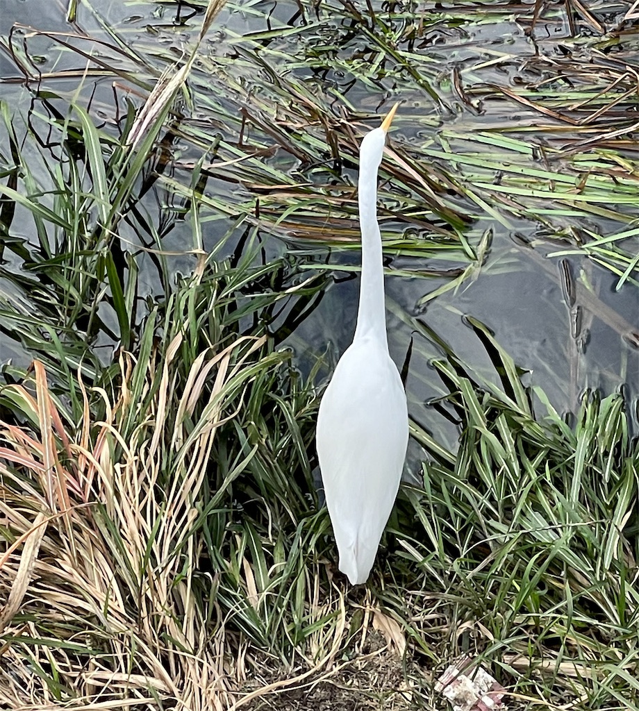 f:id:hiraryo0201:20201108181337j:image f:id:hiraryo0201:20201108181337j:image