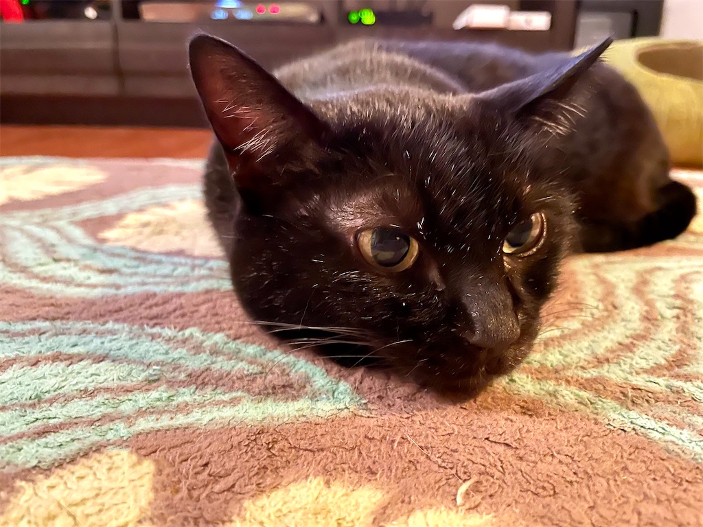 f:id:hiraryo0201:20201123091741j:plain