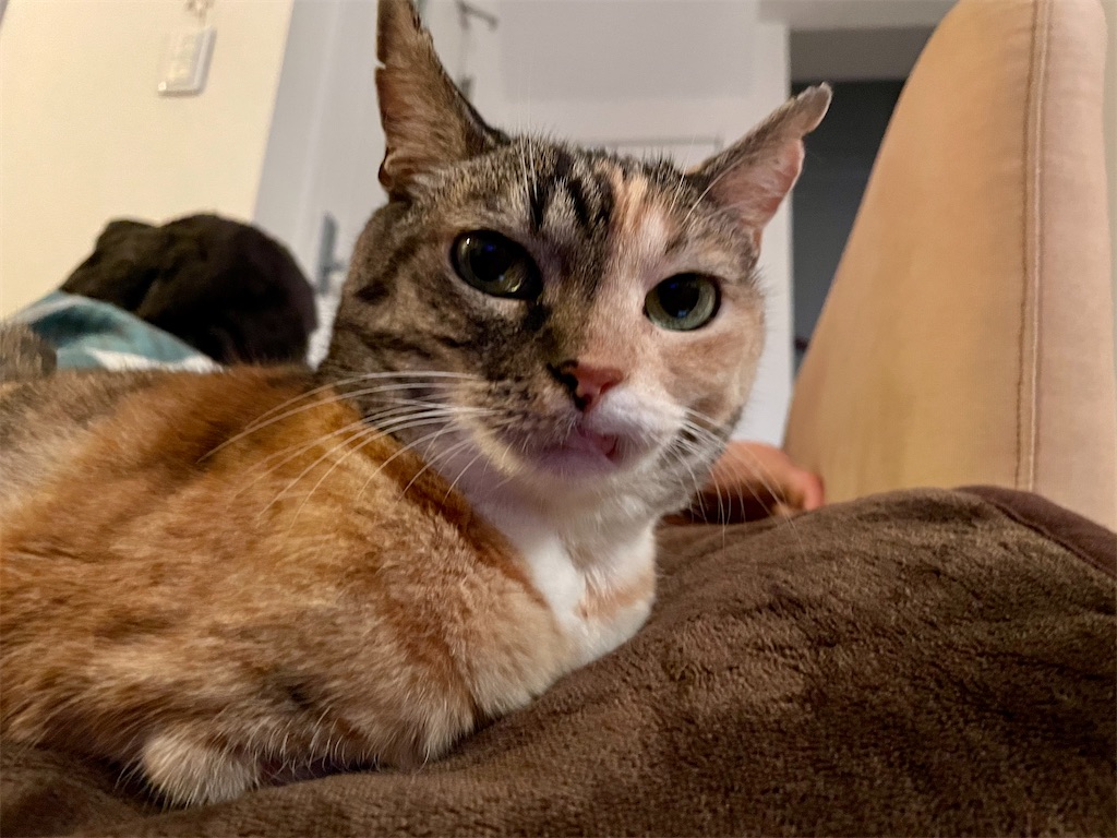 f:id:hiraryo0201:20201123091749j:plain