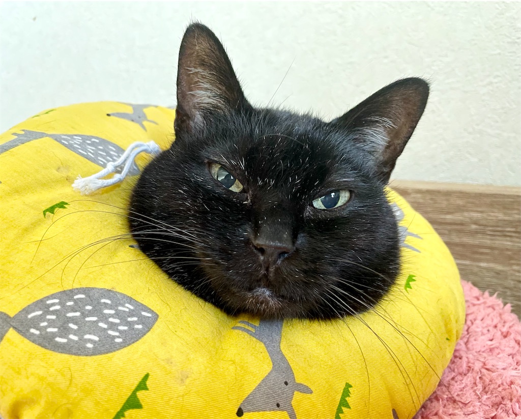 f:id:hiraryo0201:20201213073329j:image f:id:hiraryo0201:20201213073329j:image