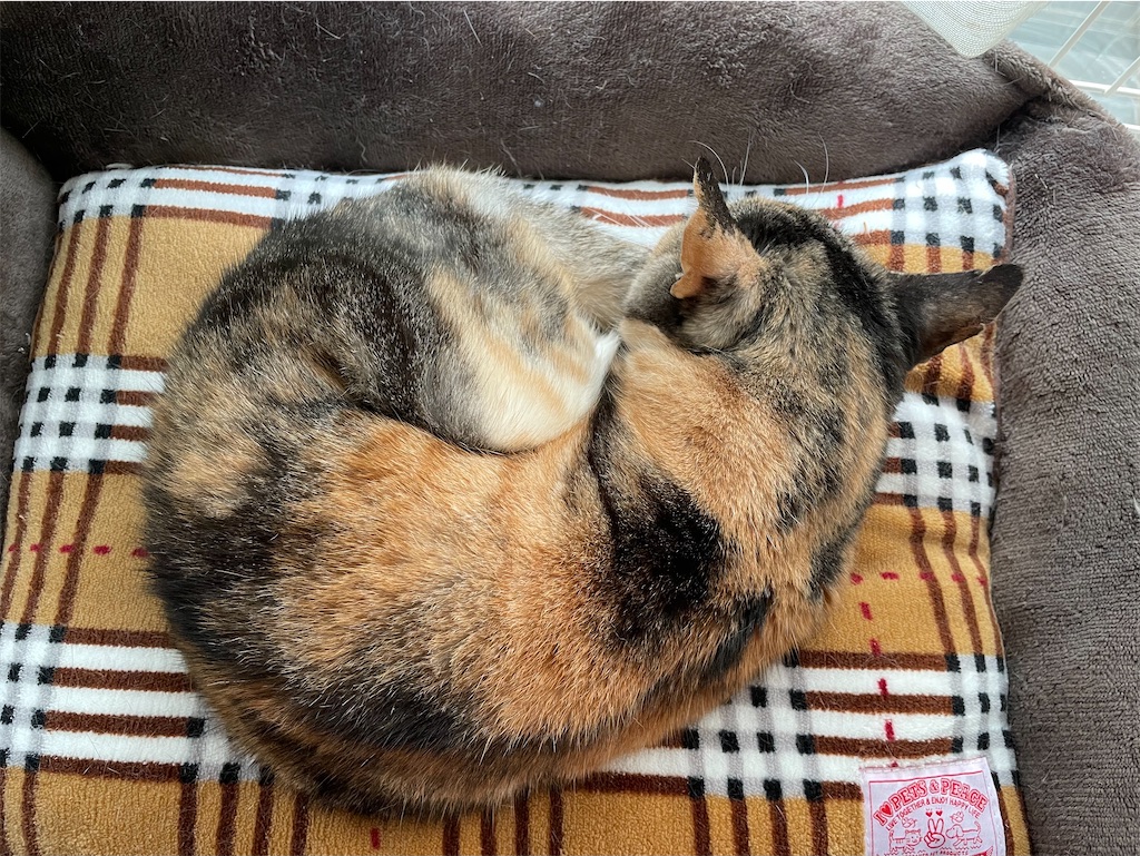 f:id:hiraryo0201:20201213073340j:image f:id:hiraryo0201:20201213073340j:image