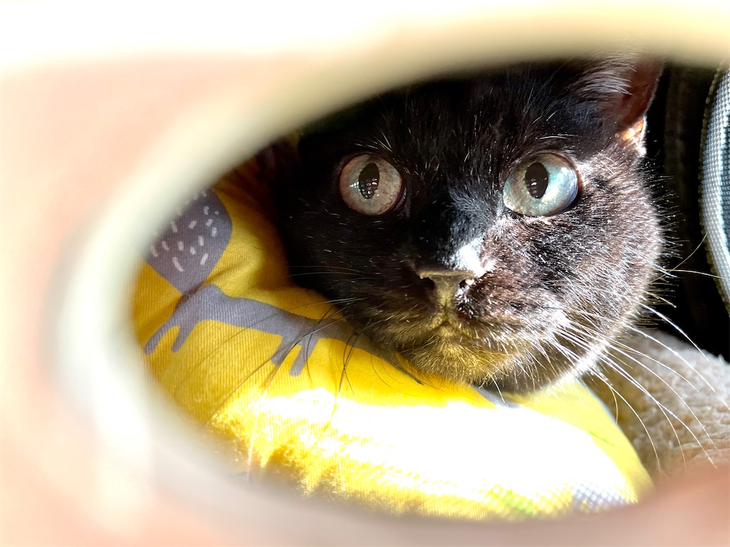 f:id:hiraryo0201:20201219181643j:image f:id:hiraryo0201:20201219181643j:image