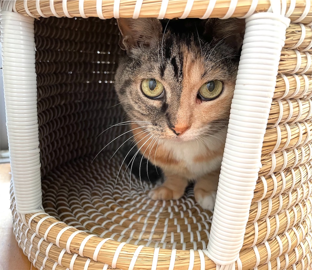 f:id:hiraryo0201:20201219181647j:image f:id:hiraryo0201:20201219181647j:image