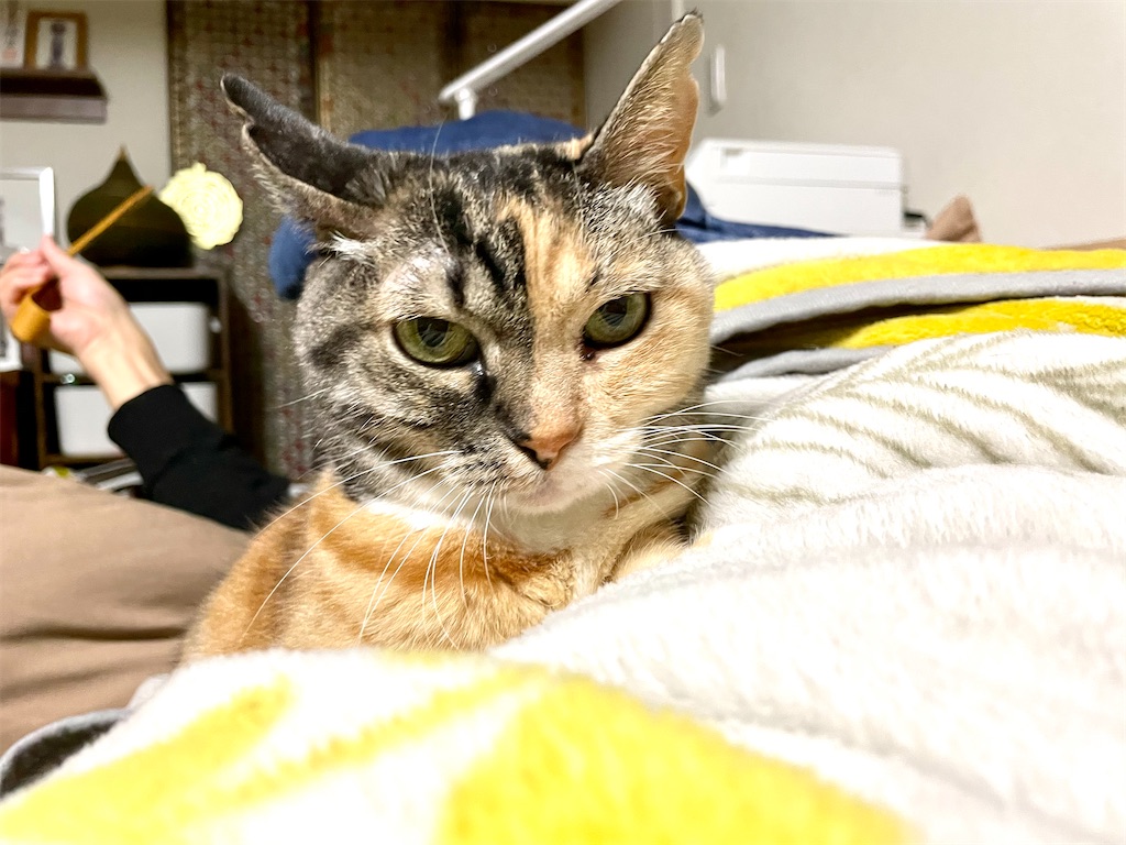 f:id:hiraryo0201:20201219233458j:image f:id:hiraryo0201:20201219233458j:image