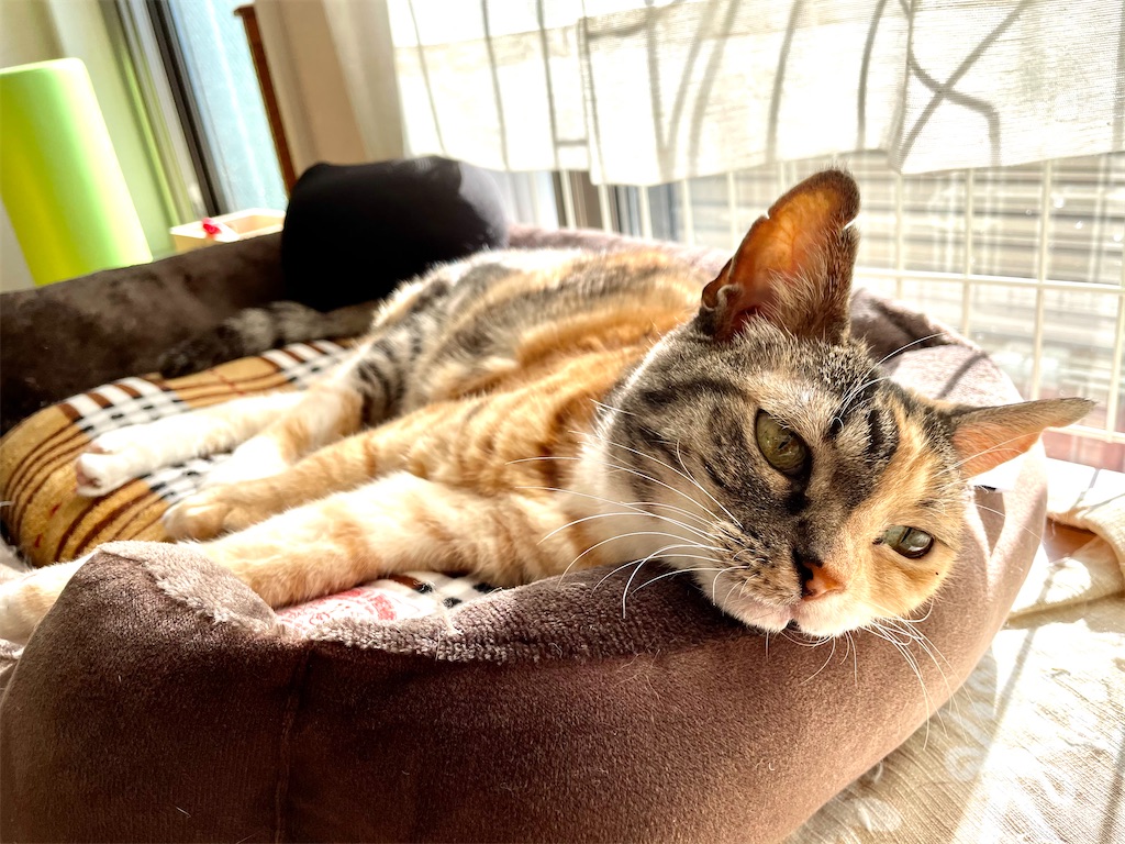 f:id:hiraryo0201:20201220210251j:image f:id:hiraryo0201:20201220210251j:image