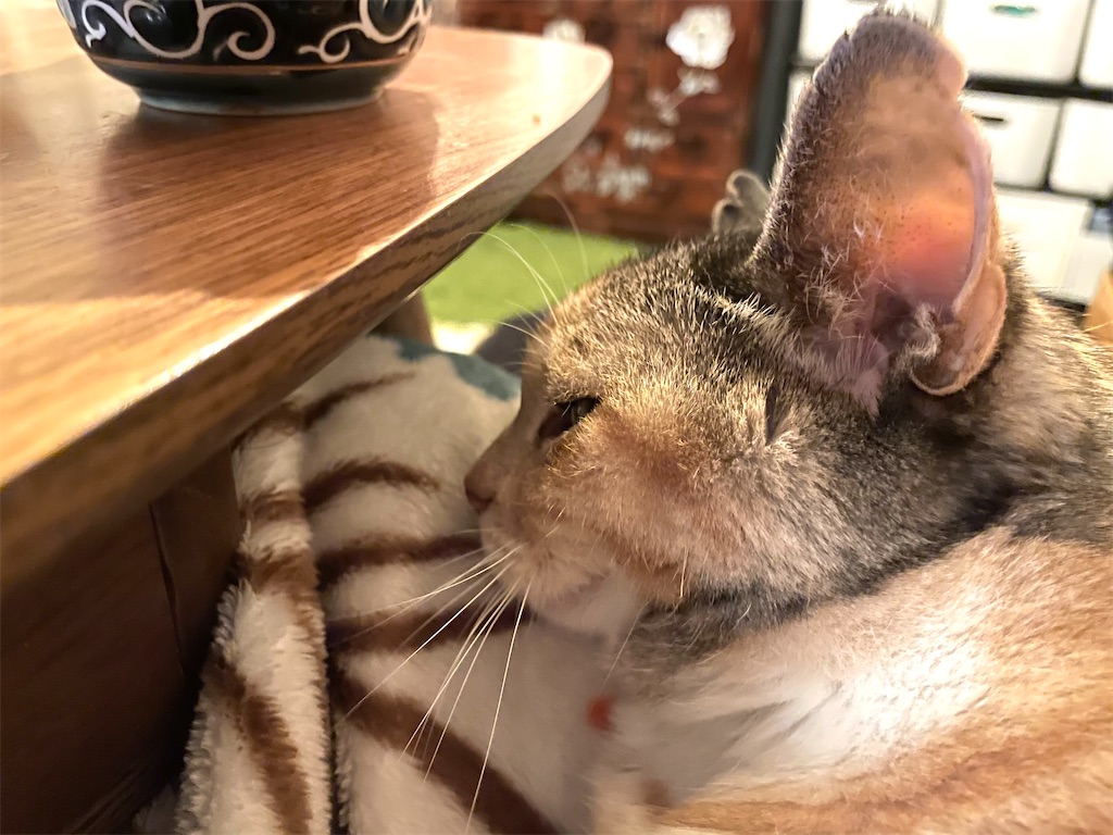 f:id:hiraryo0201:20201220210913j:image