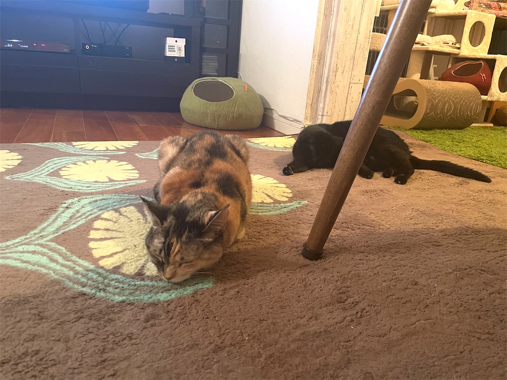 f:id:hiraryo0201:20201222172320j:image f:id:hiraryo0201:20201222172320j:image