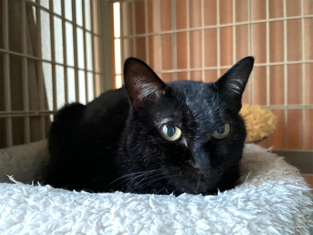 f:id:hiraryo0201:20201230132506j:image f:id:hiraryo0201:20201230132506j:image