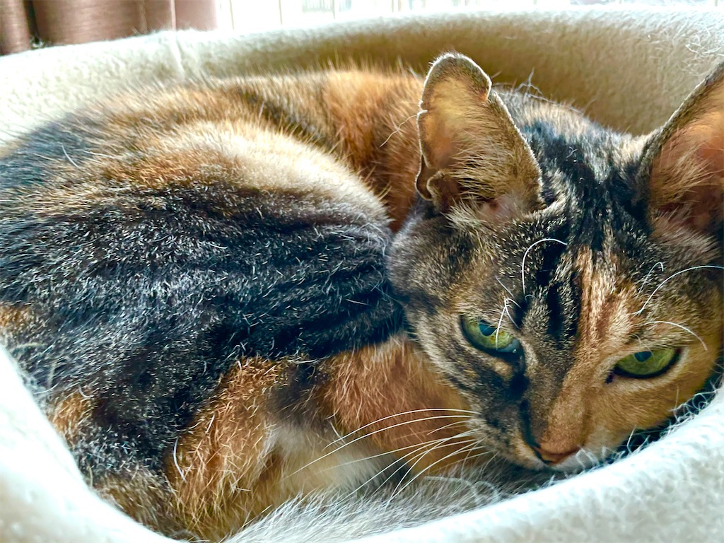 f:id:hiraryo0201:20201230132518j:image f:id:hiraryo0201:20201230132518j:image