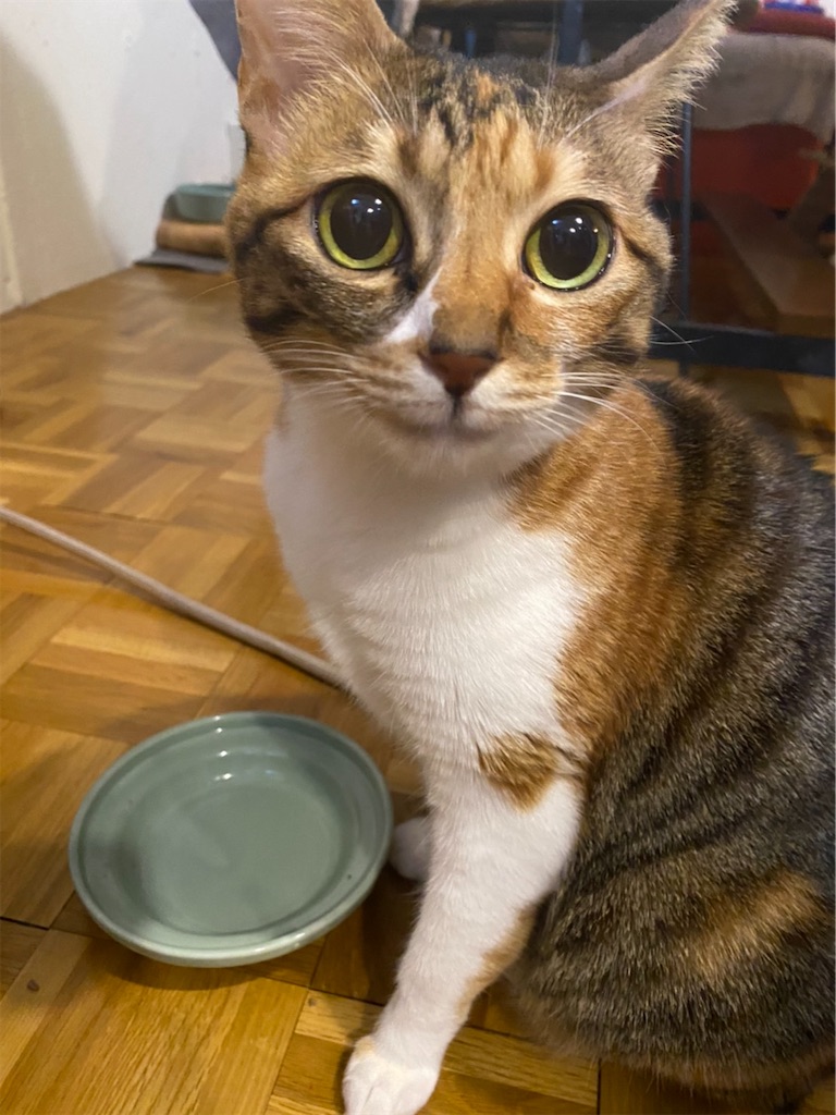 f:id:hiraryo0201:20201231100525j:image f:id:hiraryo0201:20201231100525j:image