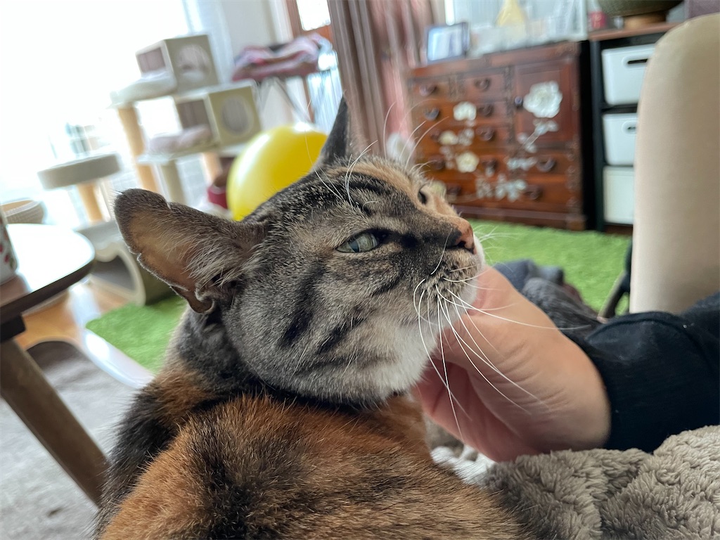 f:id:hiraryo0201:20201231141242j:image f:id:hiraryo0201:20201231141242j:image