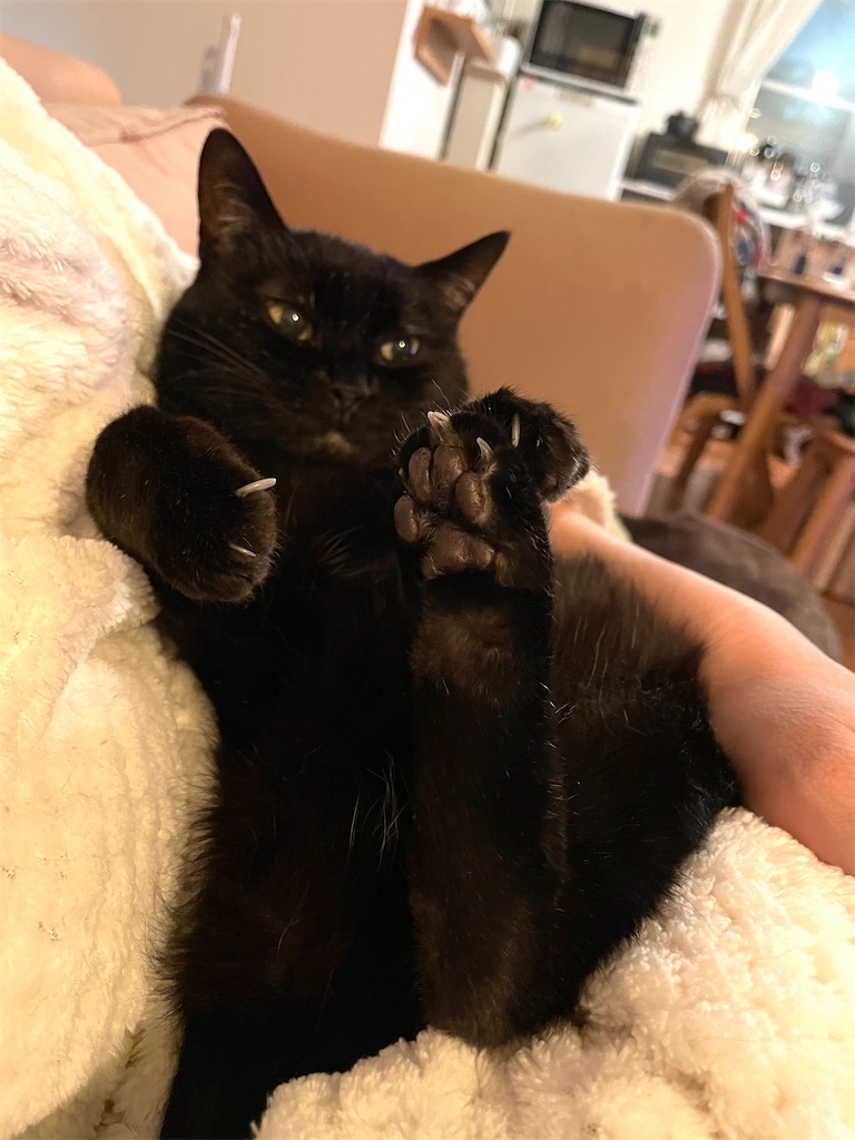 f:id:hiraryo0201:20201231141246j:image f:id:hiraryo0201:20201231141246j:image