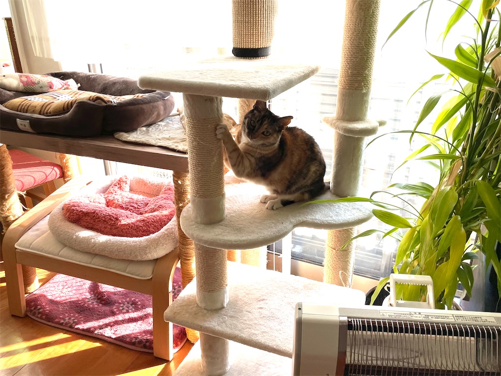 f:id:hiraryo0201:20201231141251j:image f:id:hiraryo0201:20201231141251j:image