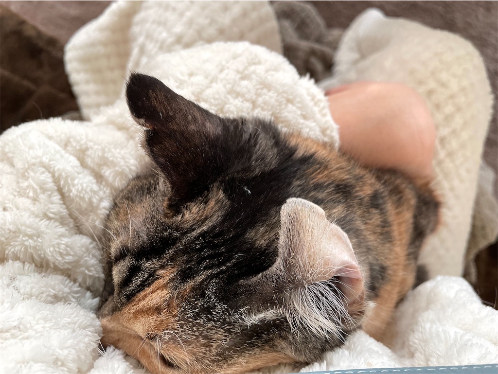 f:id:hiraryo0201:20210102084753j:image f:id:hiraryo0201:20210102084753j:image