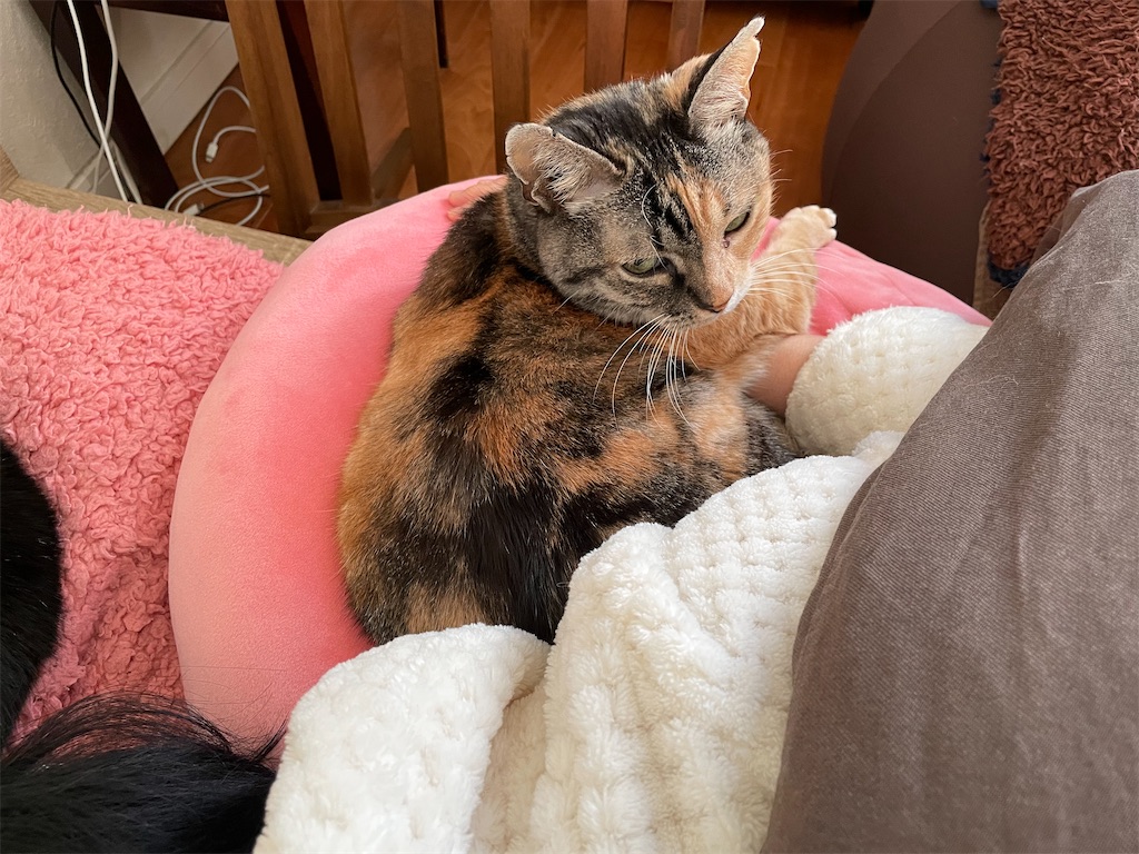 f:id:hiraryo0201:20210102084801j:image f:id:hiraryo0201:20210102084801j:image