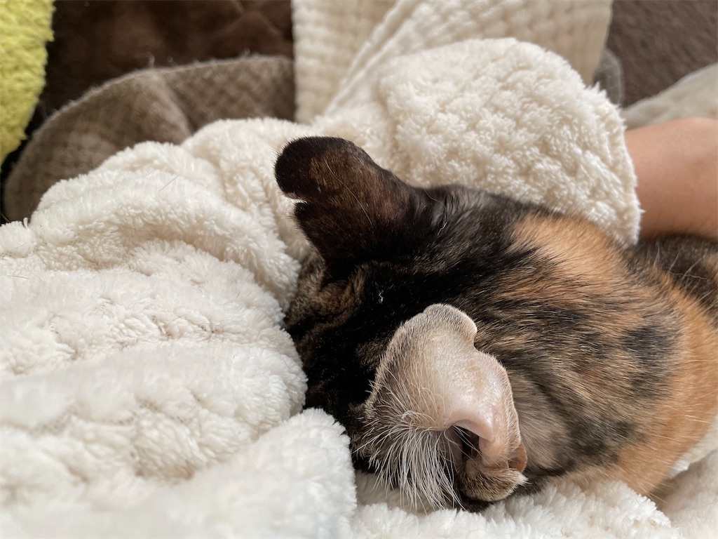 f:id:hiraryo0201:20210102084804j:image f:id:hiraryo0201:20210102084804j:image