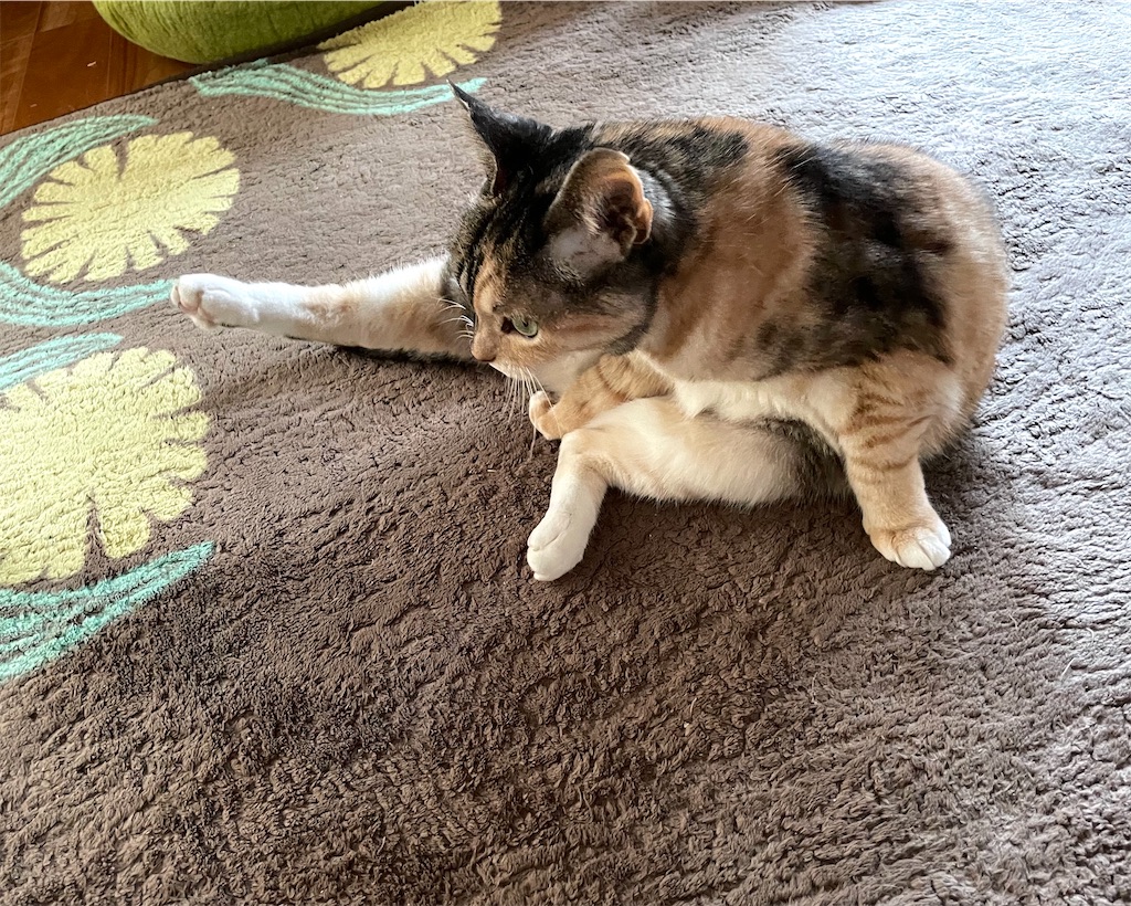 f:id:hiraryo0201:20210102085029j:image f:id:hiraryo0201:20210102085029j:image