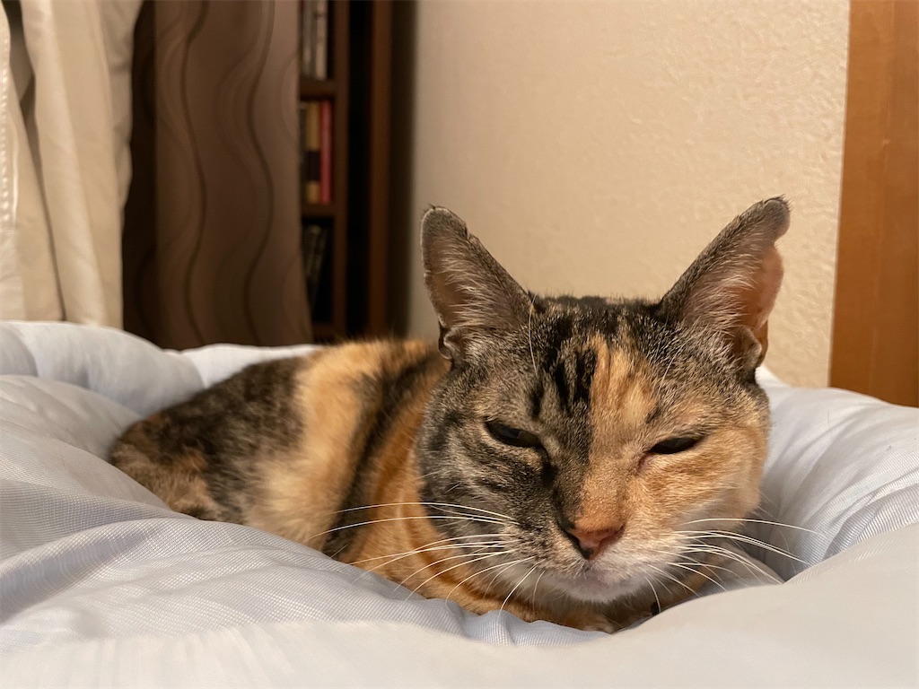 f:id:hiraryo0201:20210104123326j:image f:id:hiraryo0201:20210104123326j:image