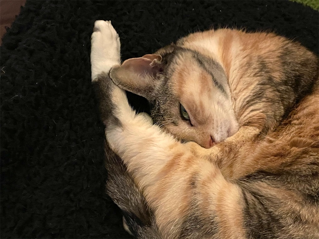 f:id:hiraryo0201:20210106225258j:image f:id:hiraryo0201:20210106225258j:image