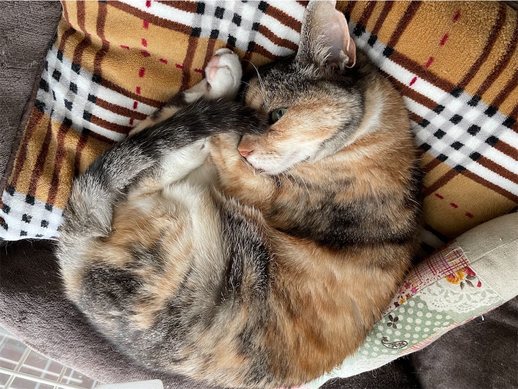 f:id:hiraryo0201:20210106225308j:image f:id:hiraryo0201:20210106225308j:image