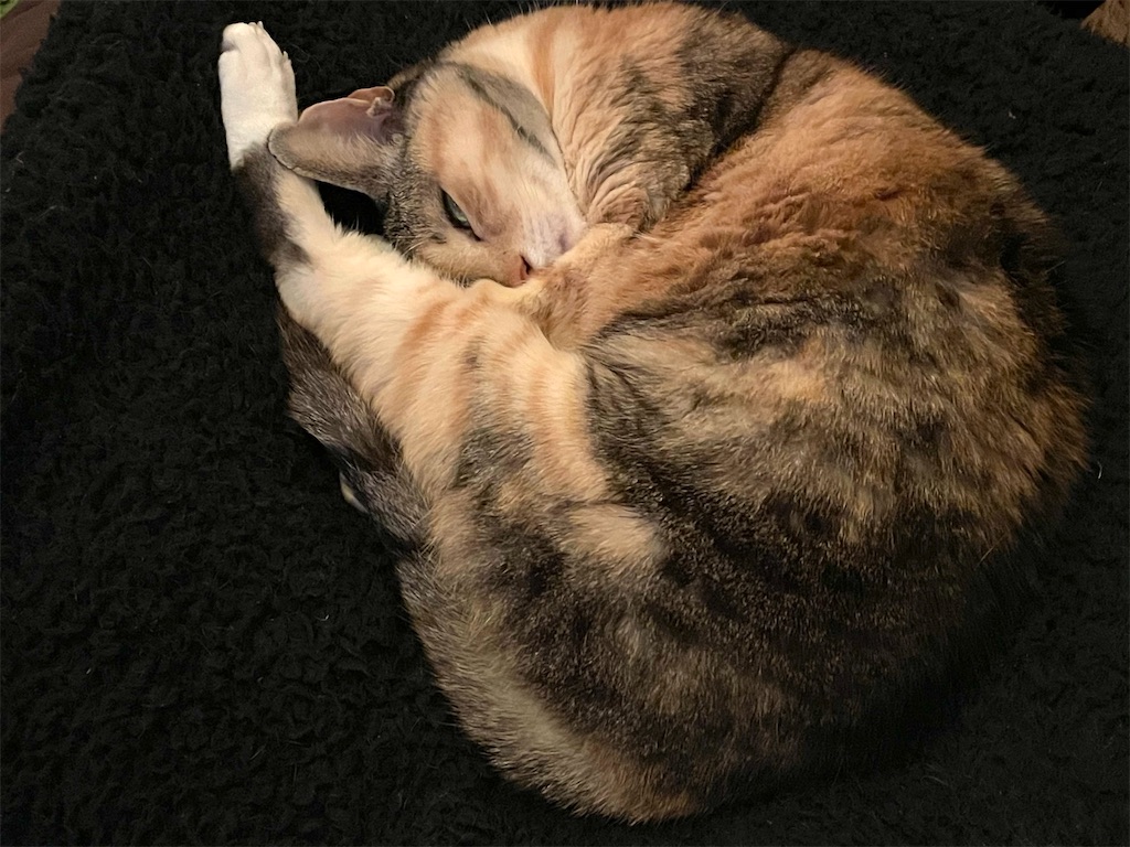 f:id:hiraryo0201:20210106225320j:image f:id:hiraryo0201:20210106225320j:image