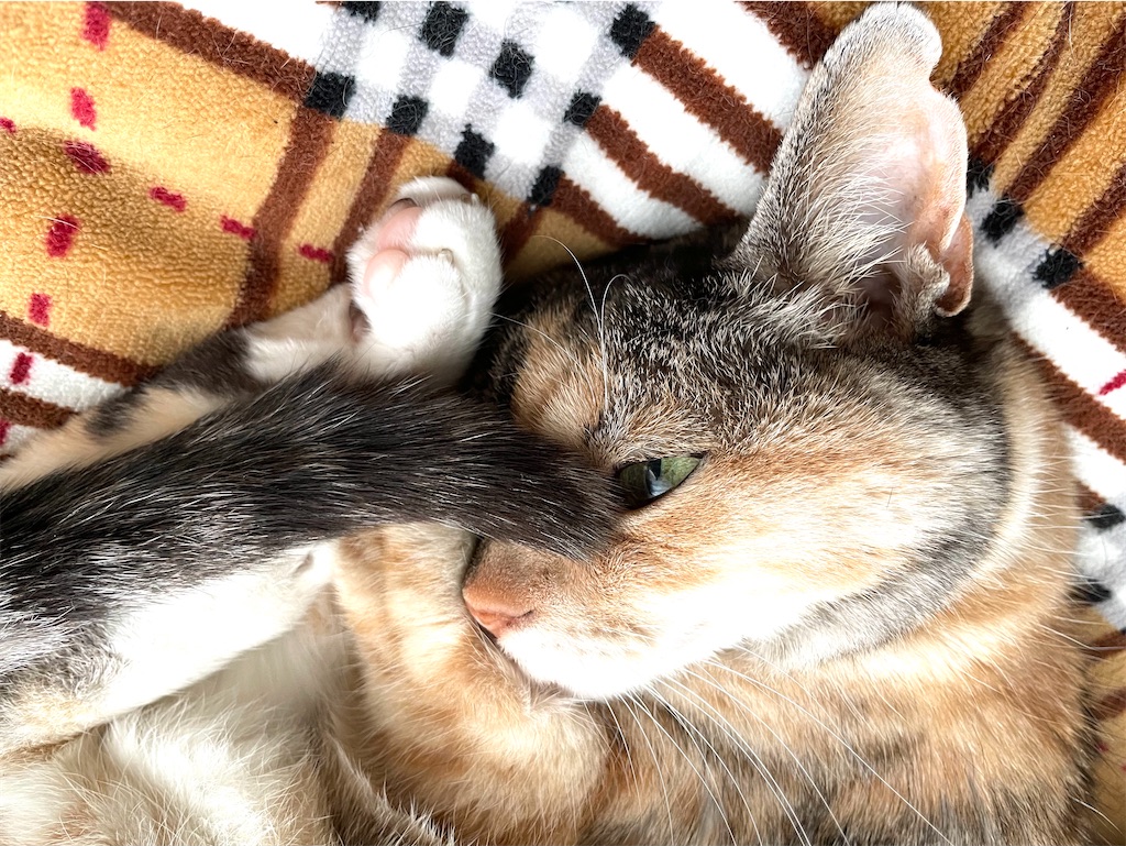 f:id:hiraryo0201:20210106225325j:image f:id:hiraryo0201:20210106225325j:image