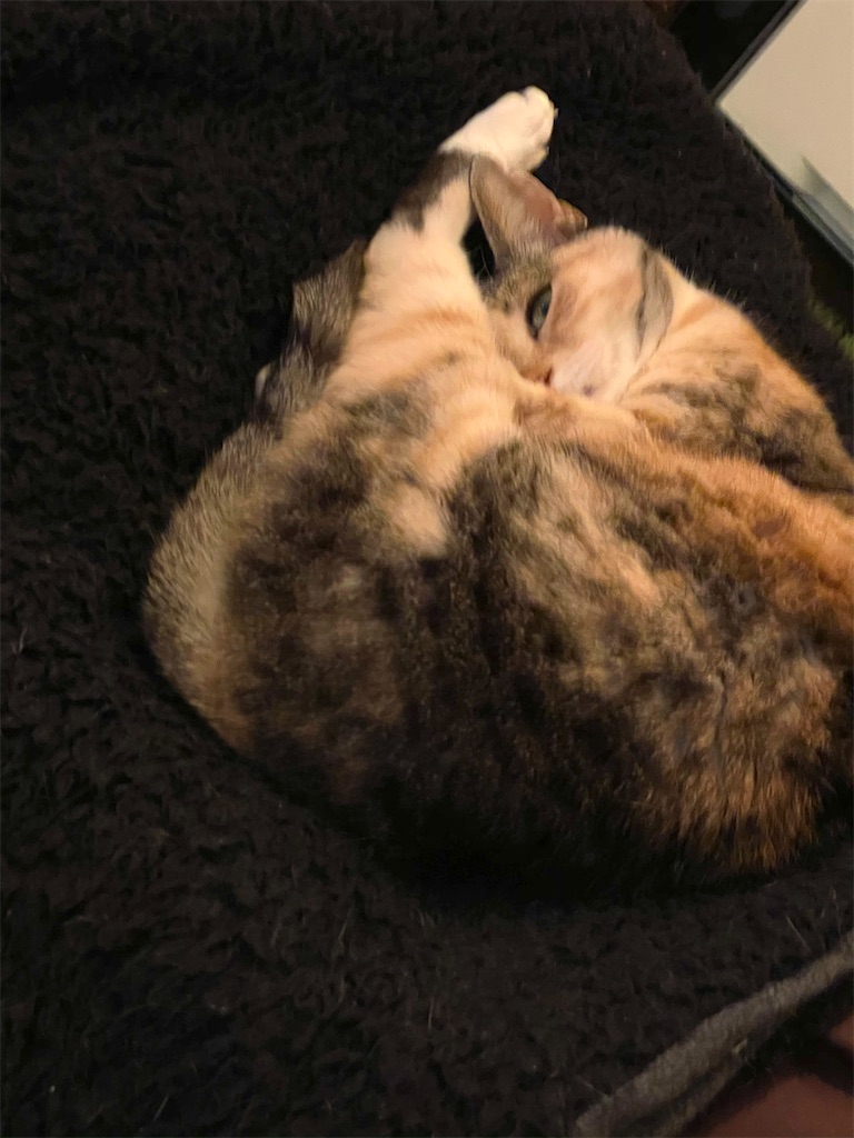 f:id:hiraryo0201:20210106225329j:image f:id:hiraryo0201:20210106225329j:image