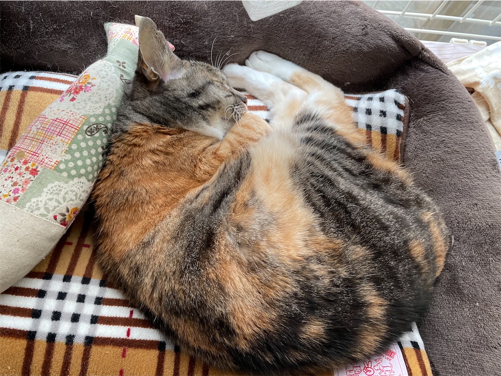 f:id:hiraryo0201:20210106225338j:image f:id:hiraryo0201:20210106225338j:image