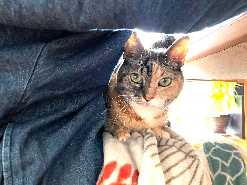 f:id:hiraryo0201:20210111111548j:image f:id:hiraryo0201:20210111111548j:image