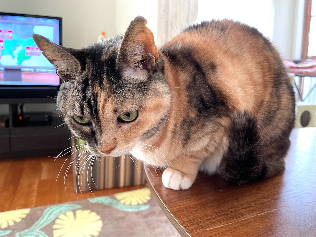 f:id:hiraryo0201:20210111111845j:image f:id:hiraryo0201:20210111111845j:image