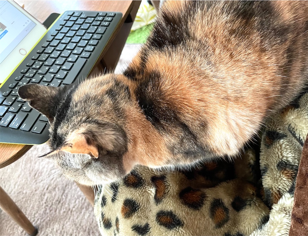 f:id:hiraryo0201:20210111111849j:image f:id:hiraryo0201:20210111111849j:image