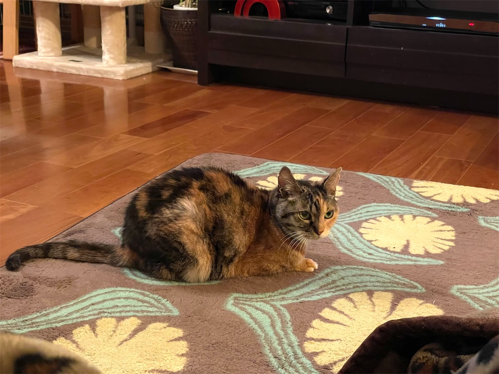 f:id:hiraryo0201:20210116222656j:image f:id:hiraryo0201:20210116222656j:image