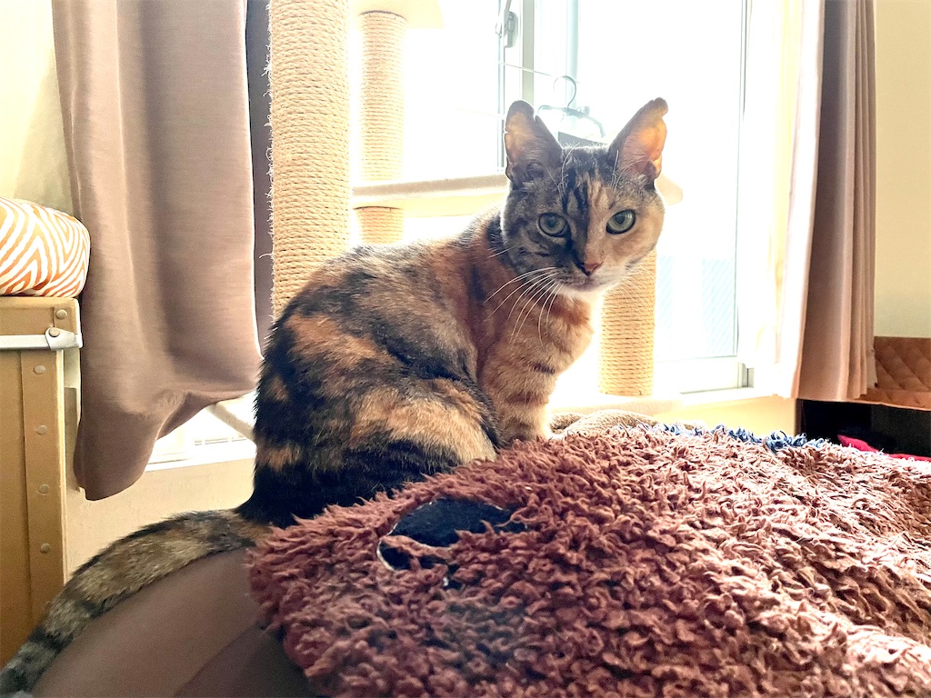 f:id:hiraryo0201:20210117154748j:image f:id:hiraryo0201:20210117154748j:image