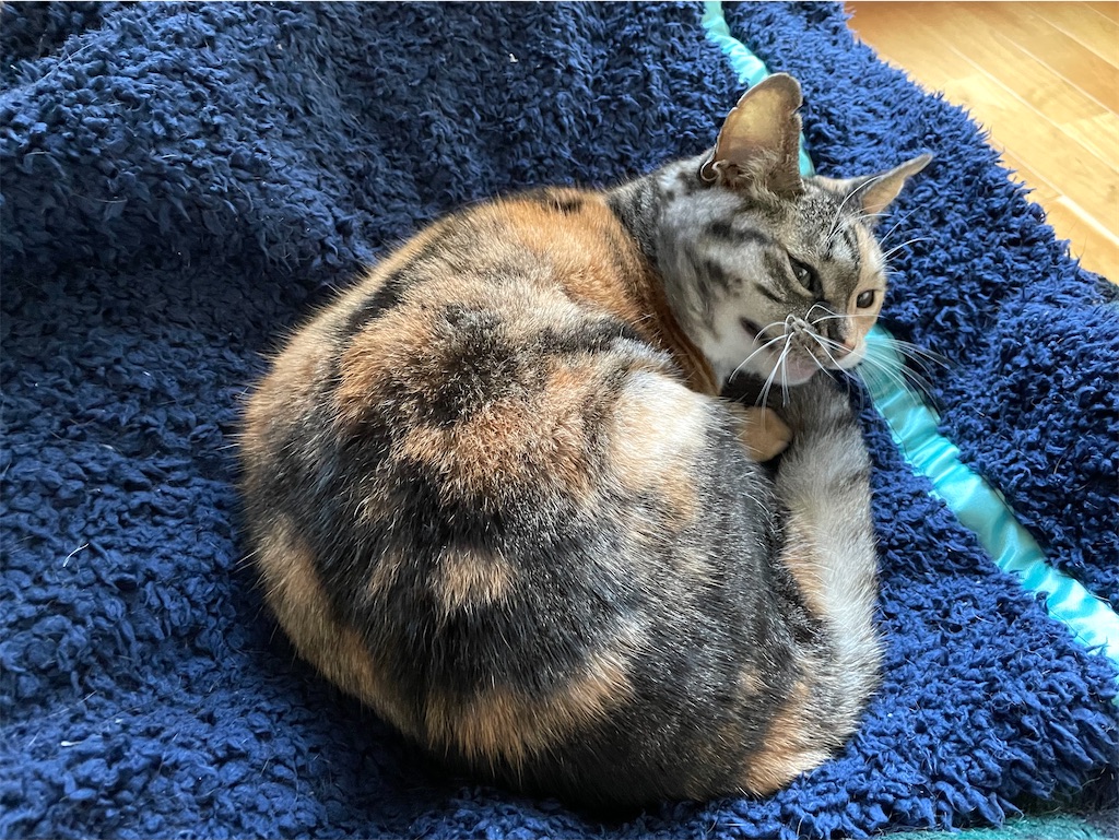 f:id:hiraryo0201:20210120194819j:image f:id:hiraryo0201:20210120194819j:image