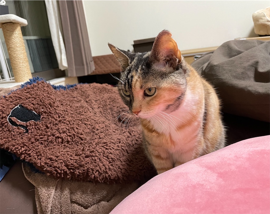 f:id:hiraryo0201:20210120194830j:image f:id:hiraryo0201:20210120194830j:image