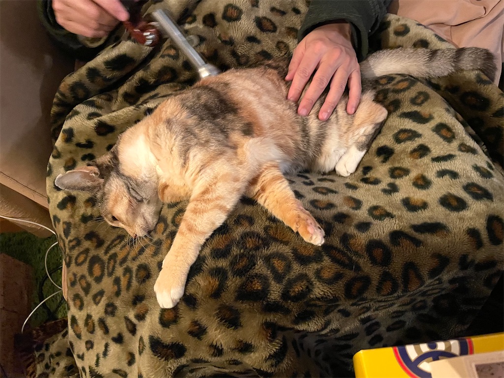 f:id:hiraryo0201:20210124104231j:image