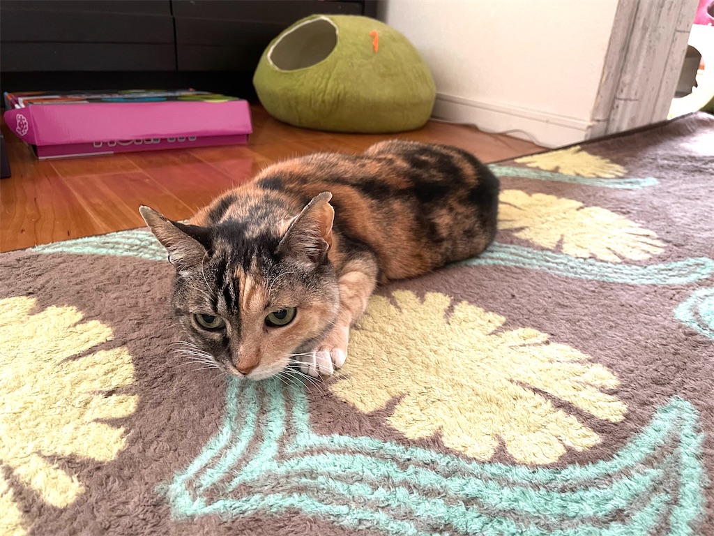 f:id:hiraryo0201:20210124133939j:image