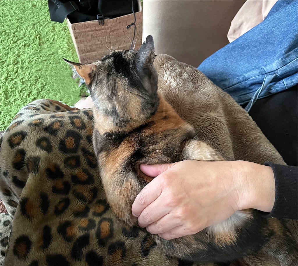 f:id:hiraryo0201:20210124212409j:image