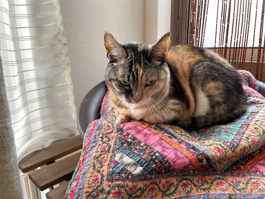 f:id:hiraryo0201:20210124212414j:image