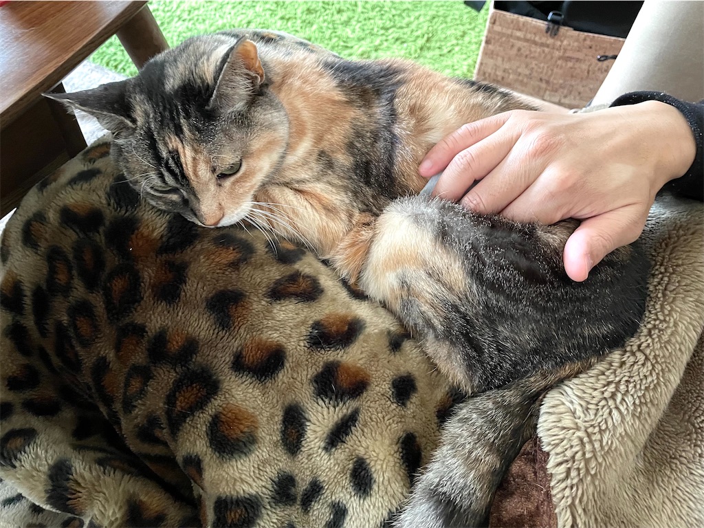 f:id:hiraryo0201:20210124212417j:image