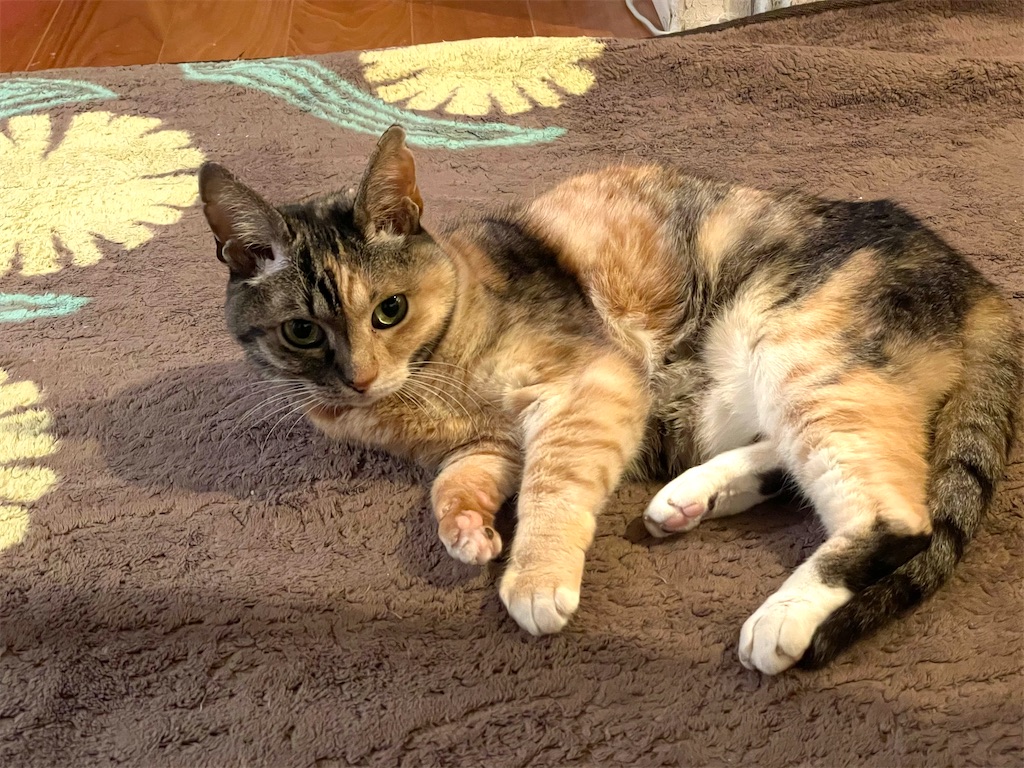 f:id:hiraryo0201:20210124213451j:image