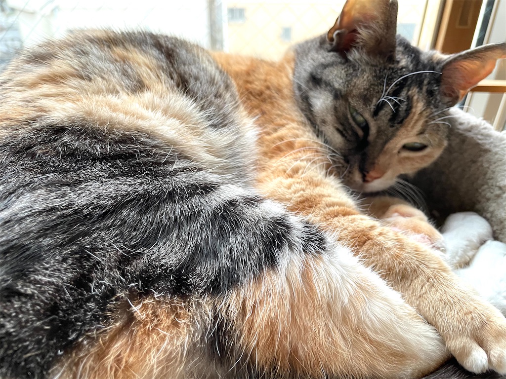 f:id:hiraryo0201:20210128073332j:image