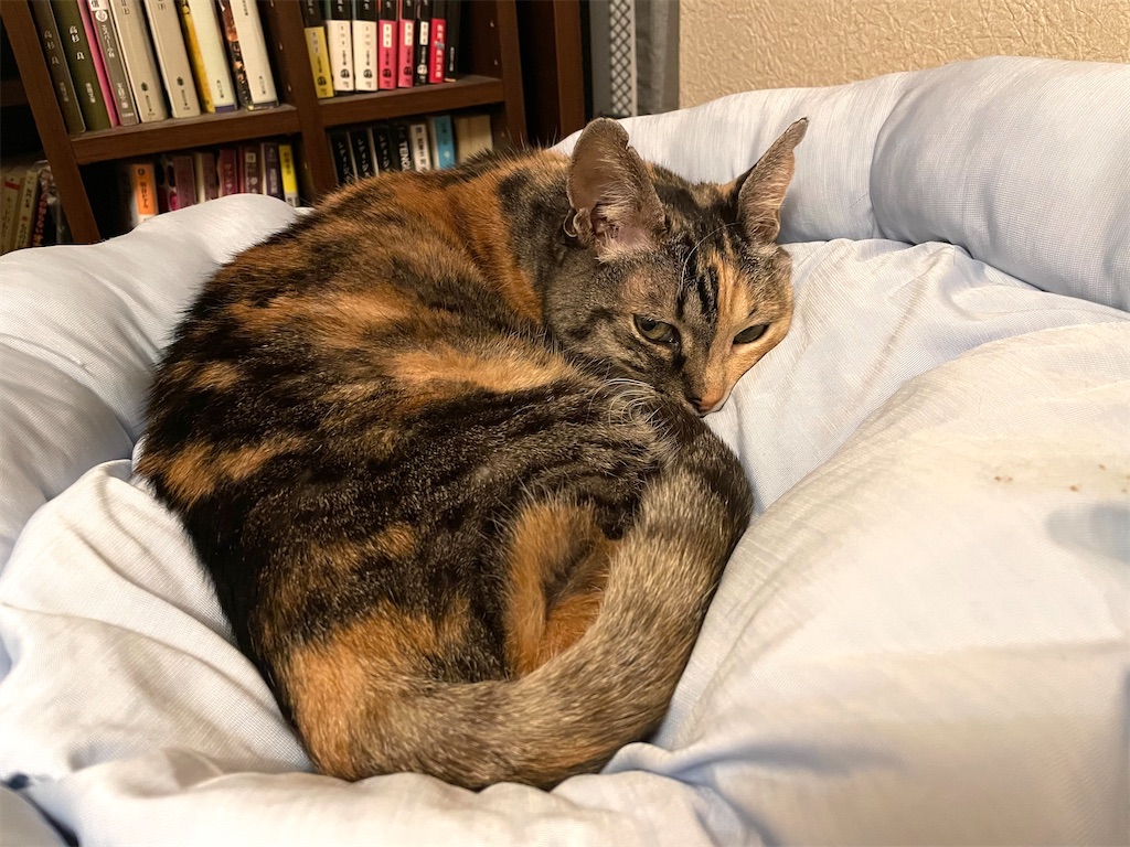 f:id:hiraryo0201:20210128073340j:image