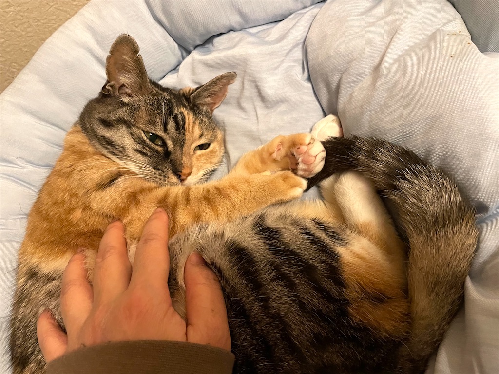 f:id:hiraryo0201:20210128073346j:image