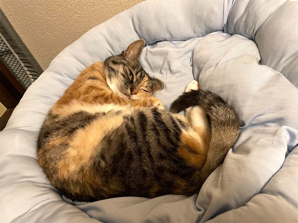 f:id:hiraryo0201:20210128073350j:image