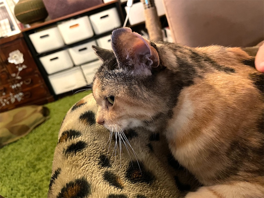 f:id:hiraryo0201:20210128073354j:image